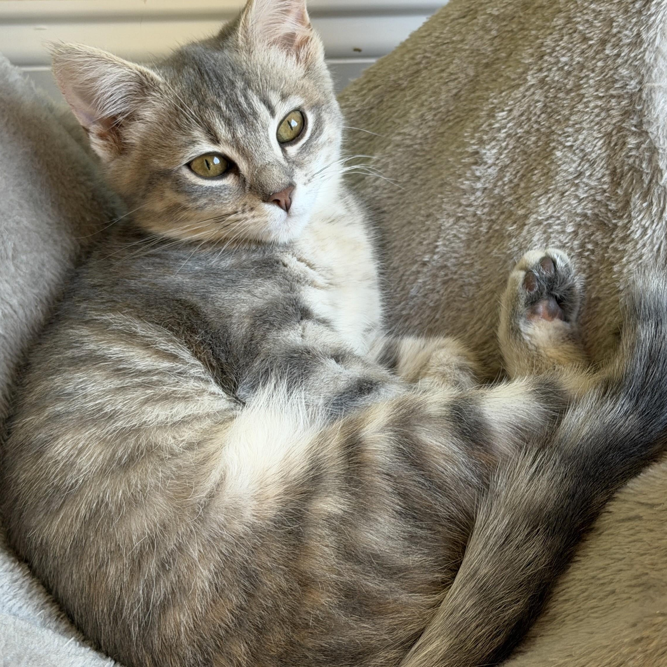 Lemon Meringue, an adopted Domestic Short Hair in Apex, NC image 3/5