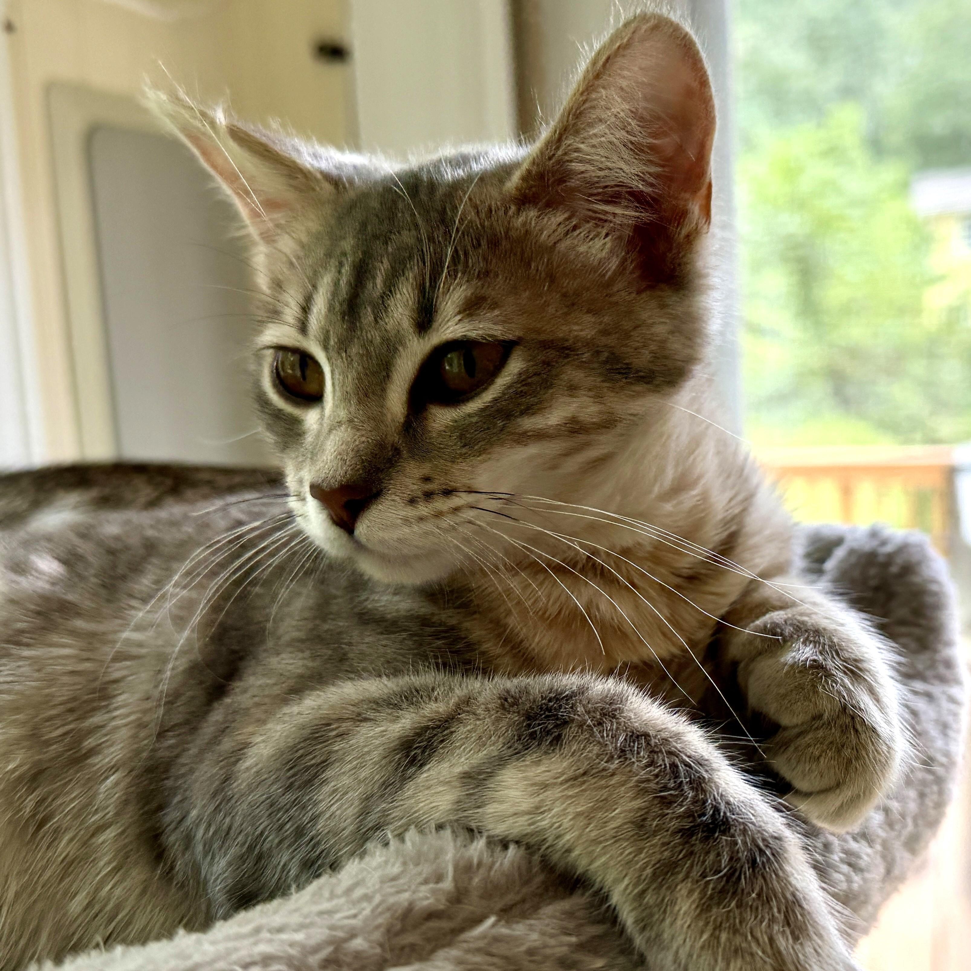 Lemon Meringue, an adopted Domestic Short Hair in Apex, NC image 2/5