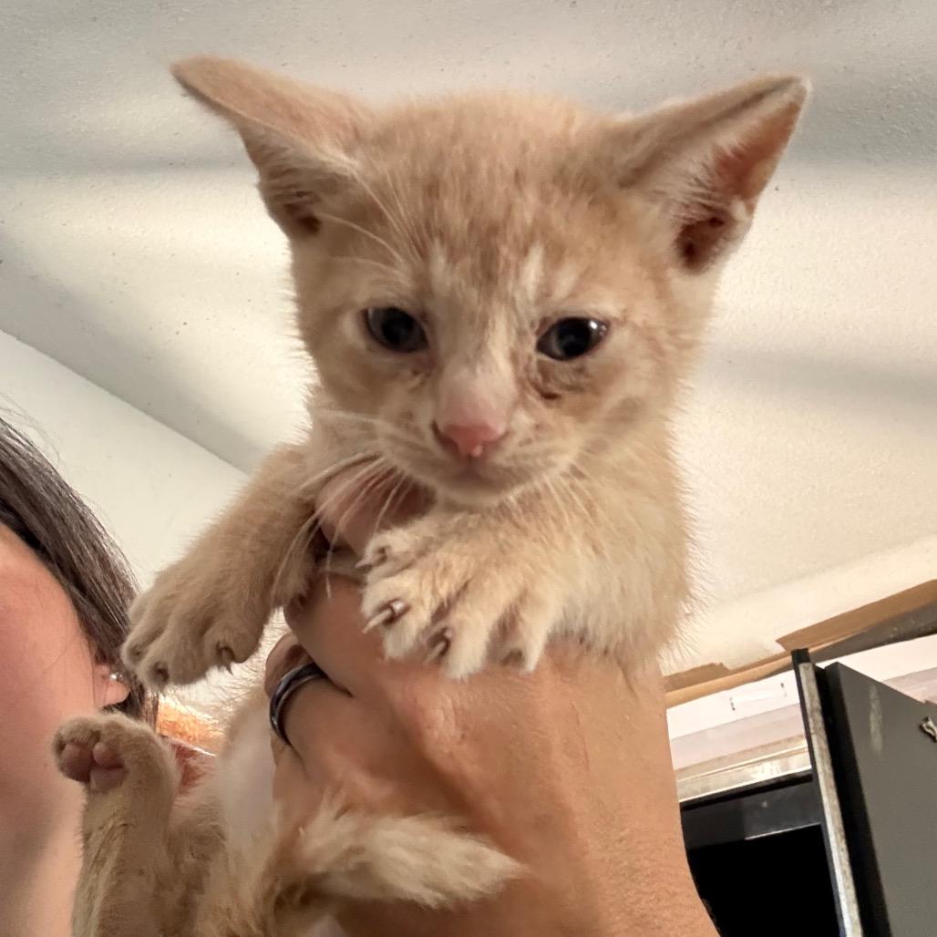 Finley, Adoptable, Kitten Male Domestic Short Hair.