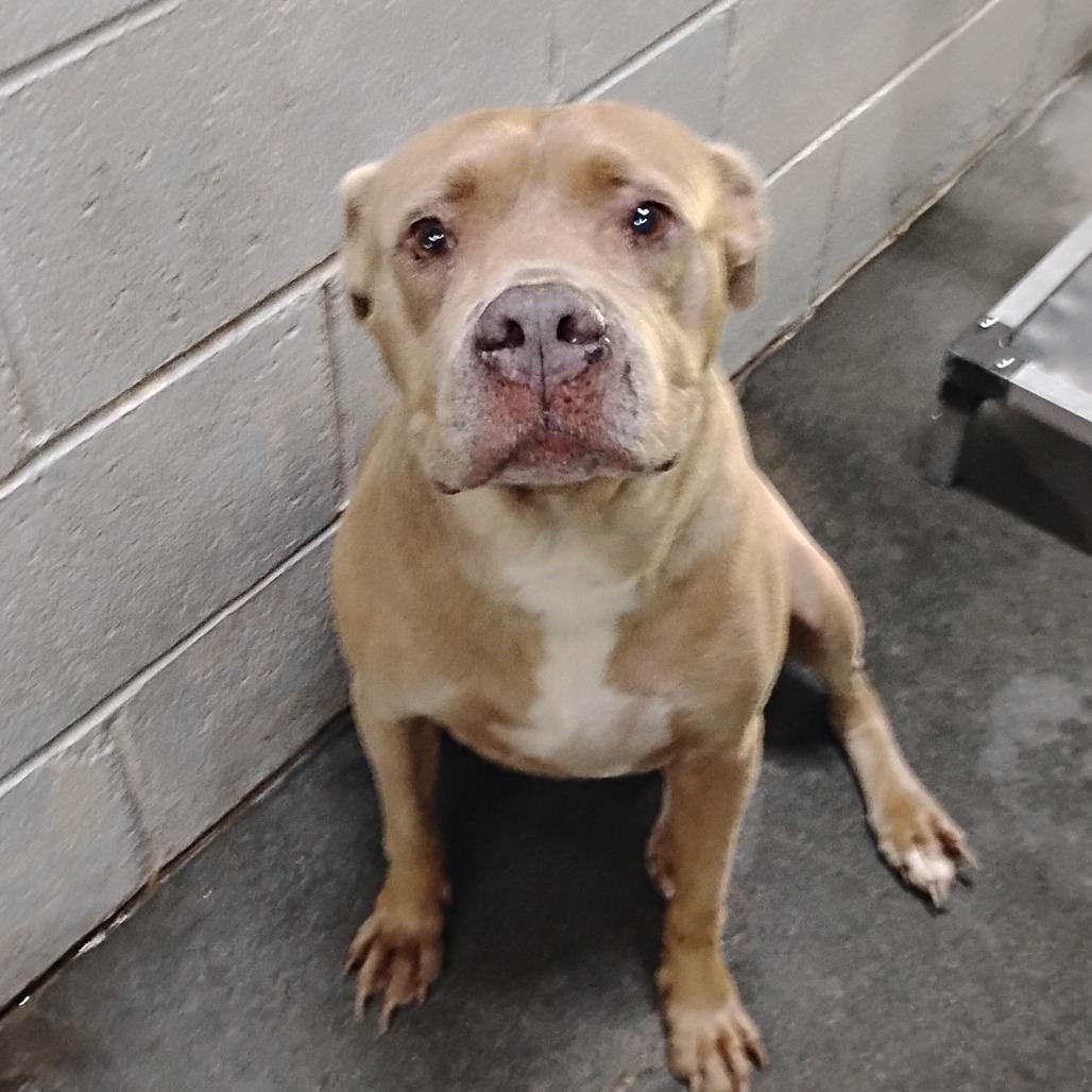 Crystal @ Foster, Adoptable, Senior Female Terrier.