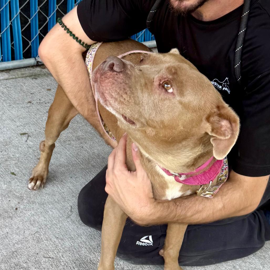 Enlarge Crystal @ Foster, a Adoptable mixed breed in Summerville, SC image 2/5