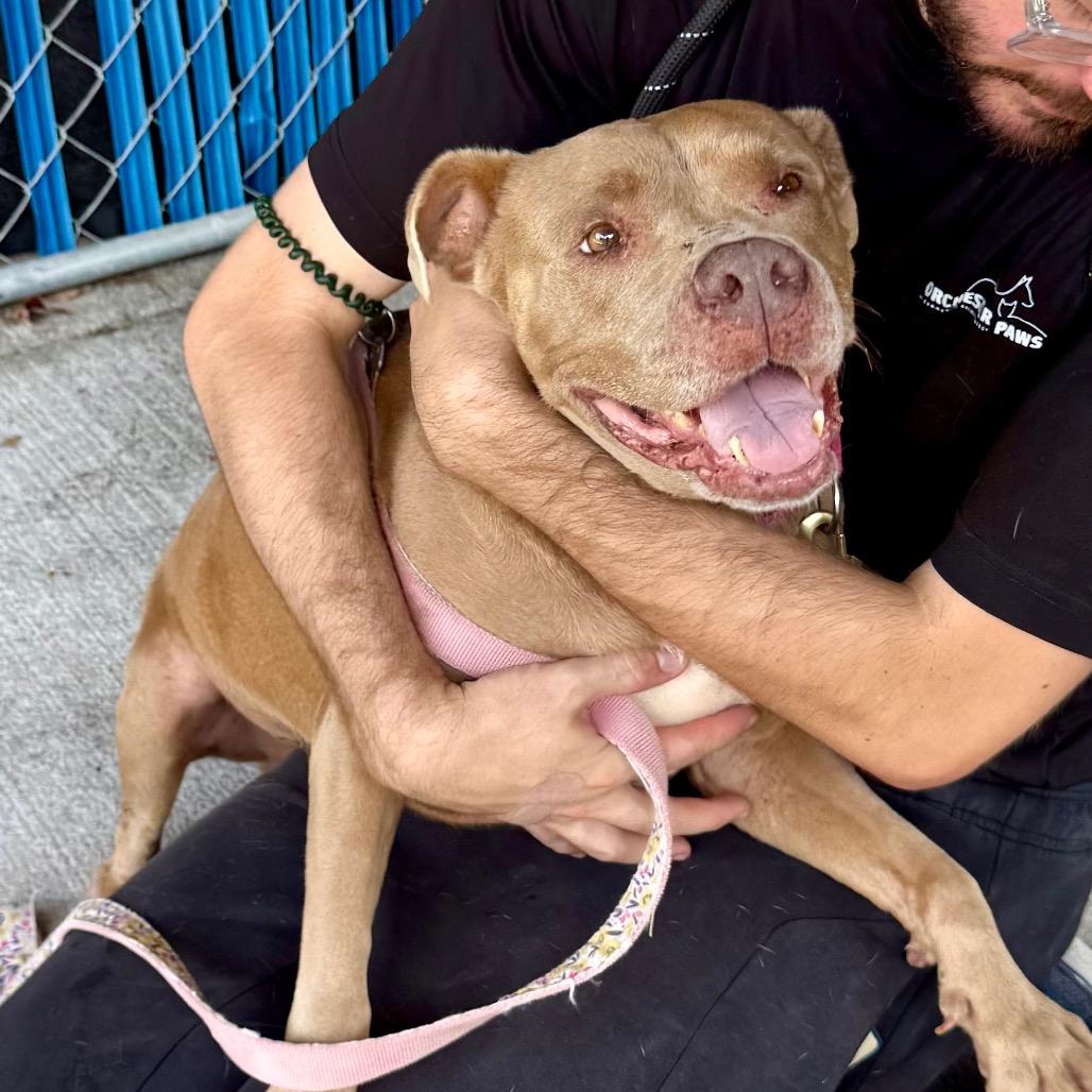 Enlarge Crystal @ Foster, a Adoptable mixed breed in Summerville, SC image 3/5