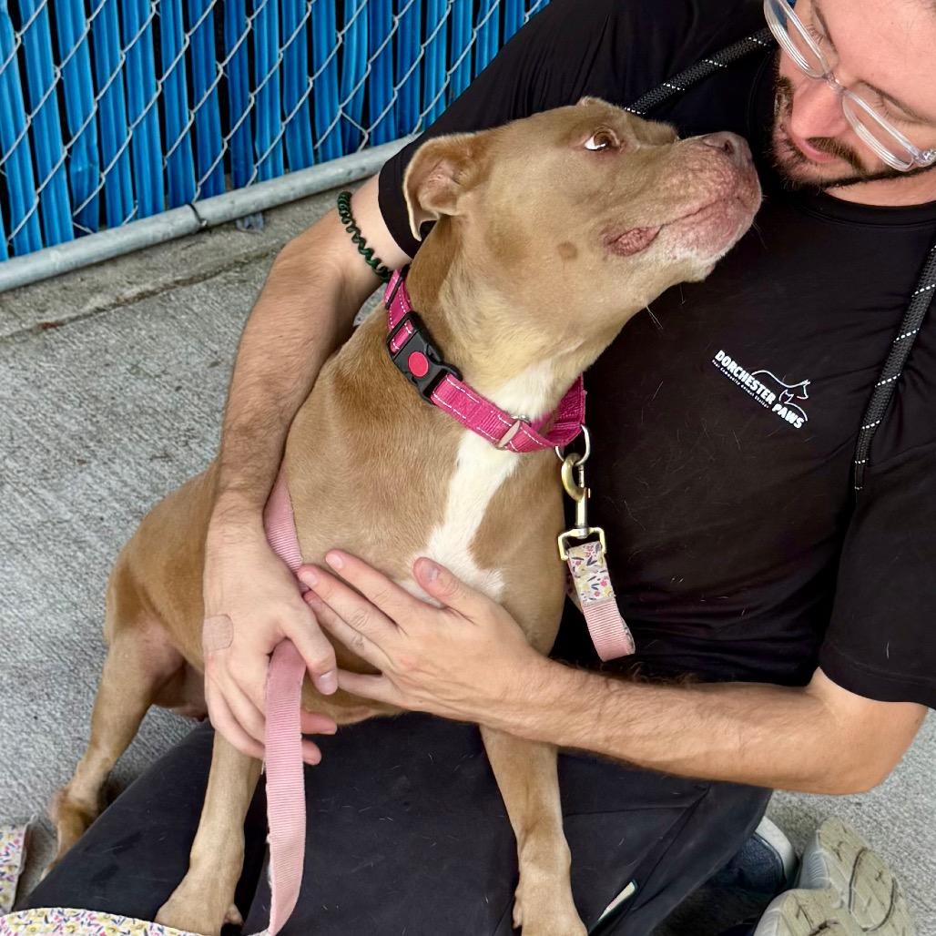 Enlarge Crystal @ Foster, a Adoptable mixed breed in Summerville, SC image 4/5