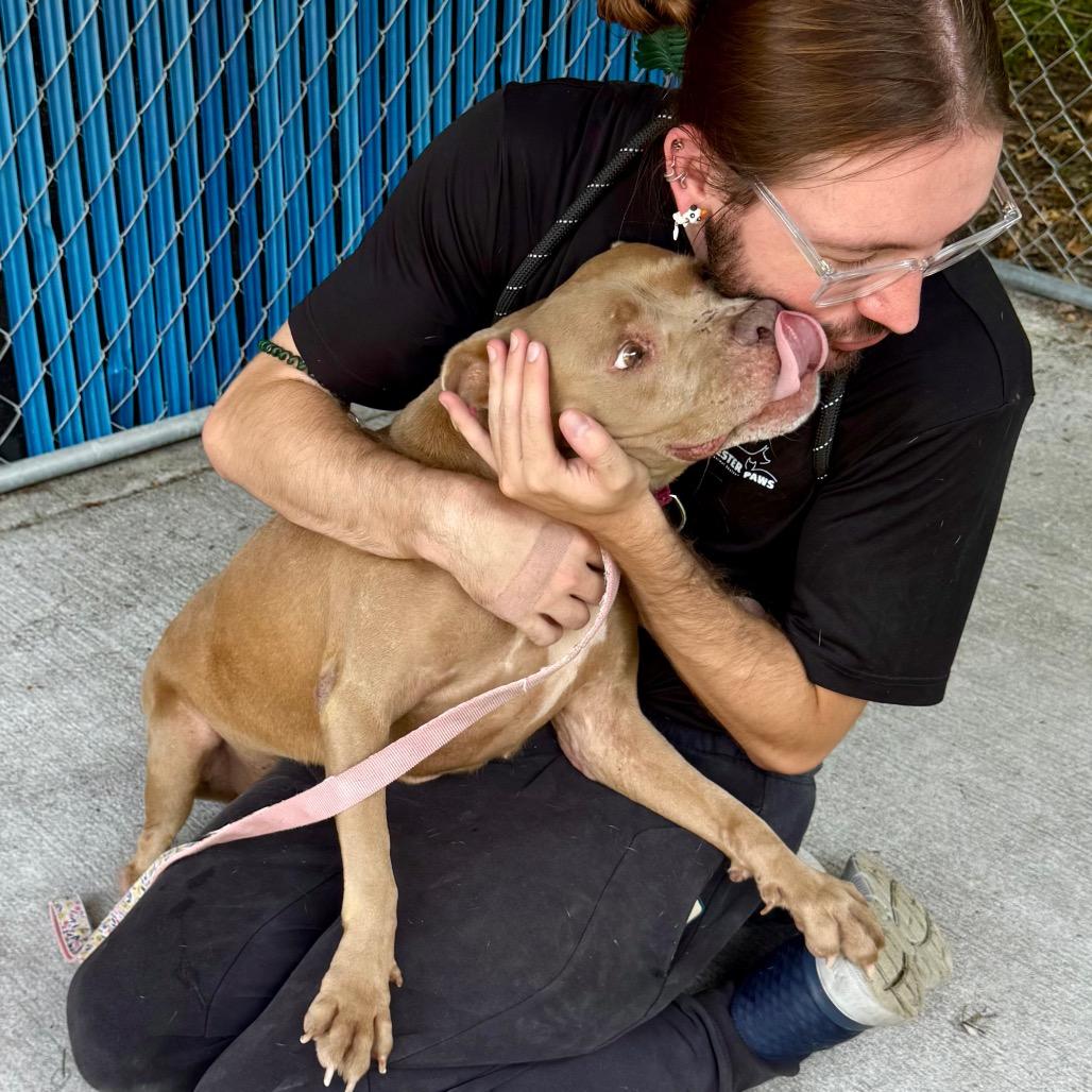 Enlarge Crystal @ Foster, a Adoptable mixed breed in Summerville, SC image 5/5