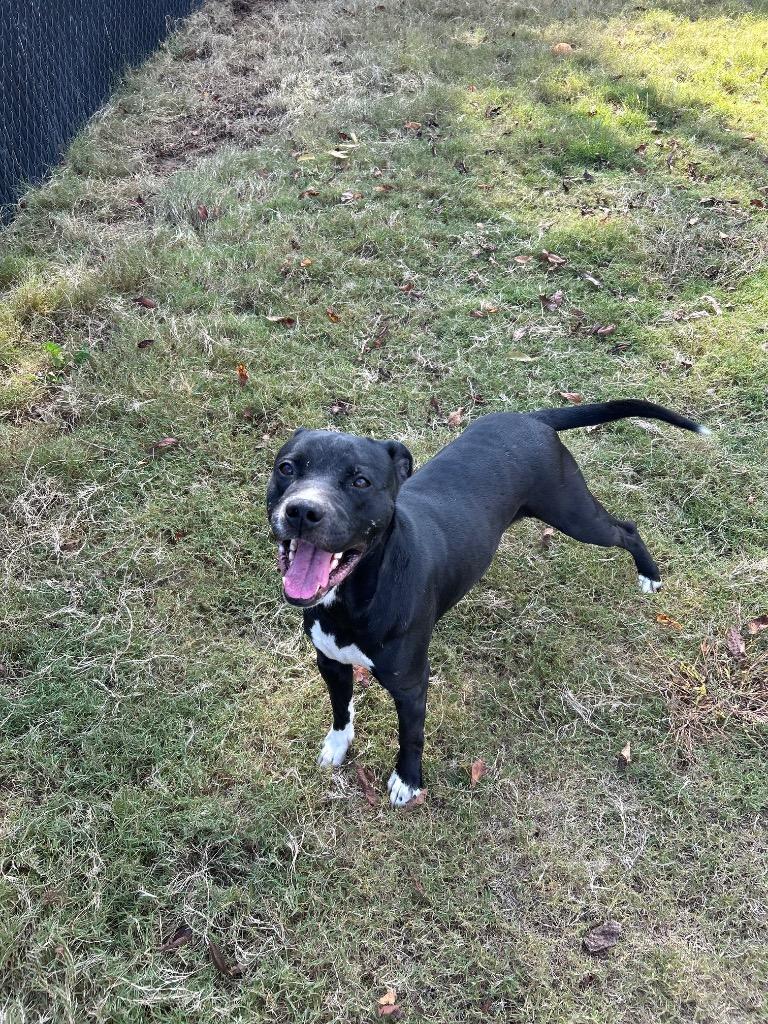 Enlarge Hunter, a Adoptable Mixed Breed in East Ridge, TN image 3/5