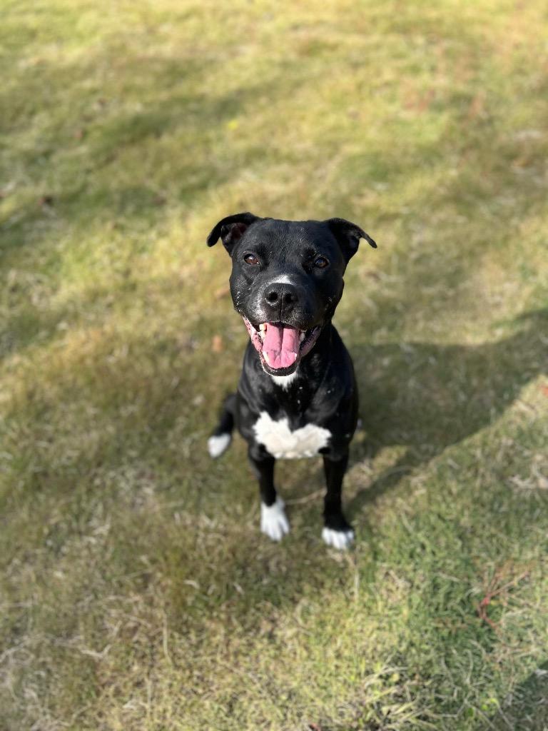 Enlarge Hunter, a Adoptable Mixed Breed in East Ridge, TN image 2/5