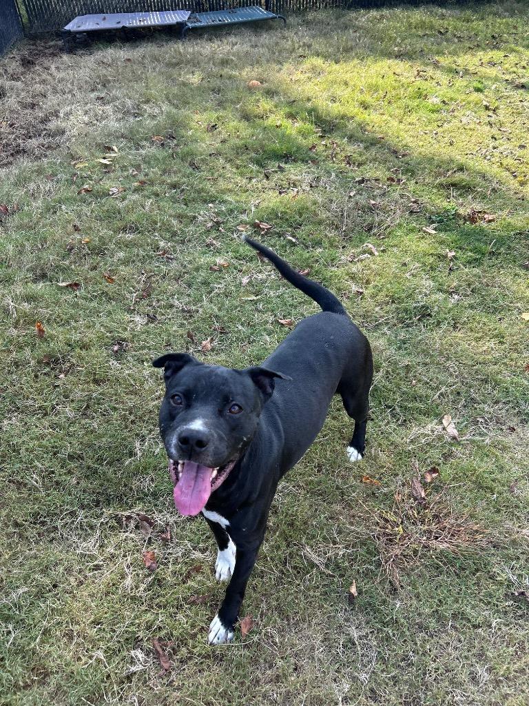 Enlarge Hunter, a Adoptable Mixed Breed in East Ridge, TN image 3/5
