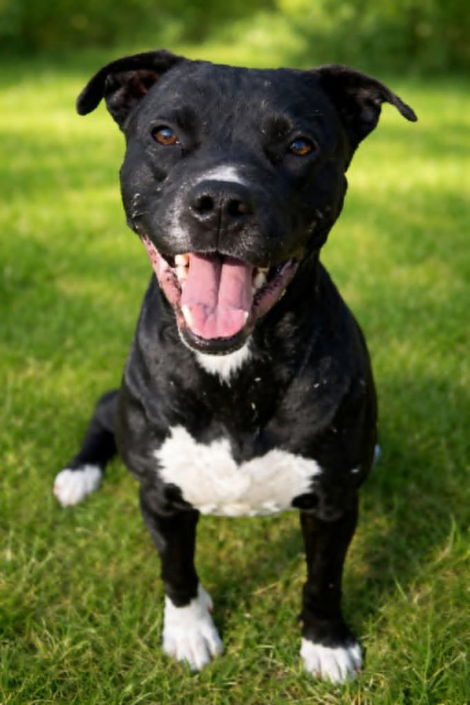 Enlarge Hunter, a Adoptable mixed breed in East Ridge, TN image 4/4