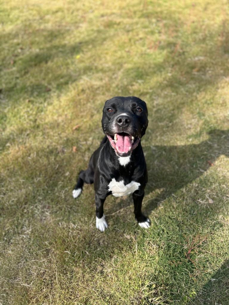 Enlarge Hunter, a Adoptable Mixed Breed in East Ridge, TN image 5/5