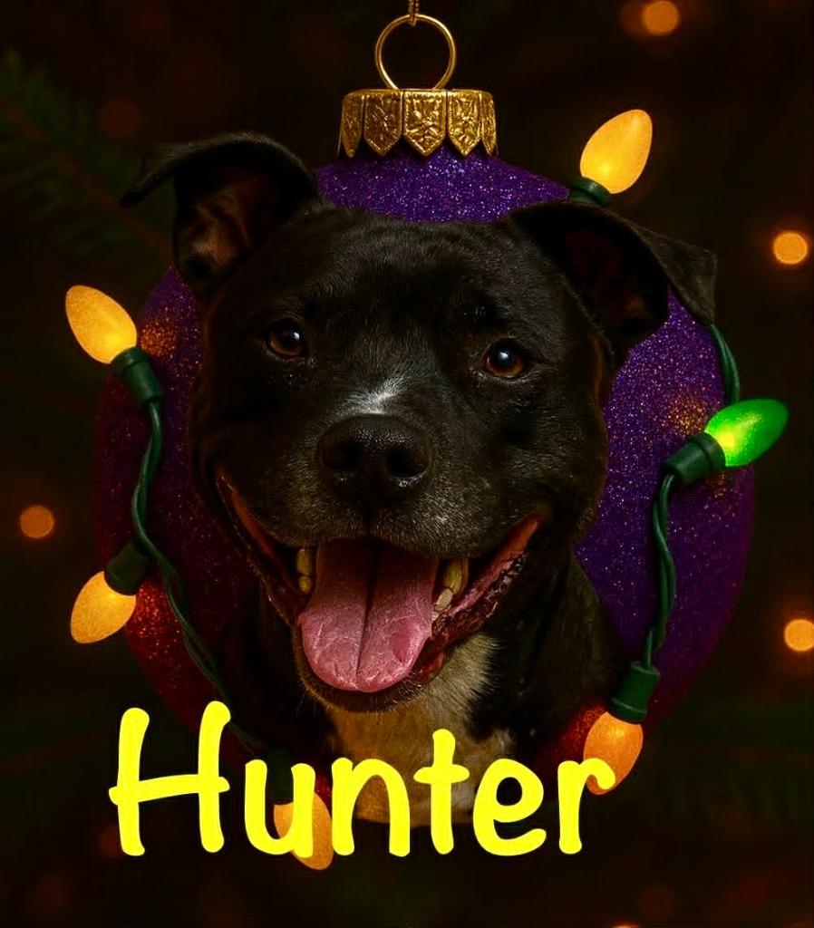 Enlarge Hunter, a Adoptable Mixed Breed in East Ridge, TN image 5/5
