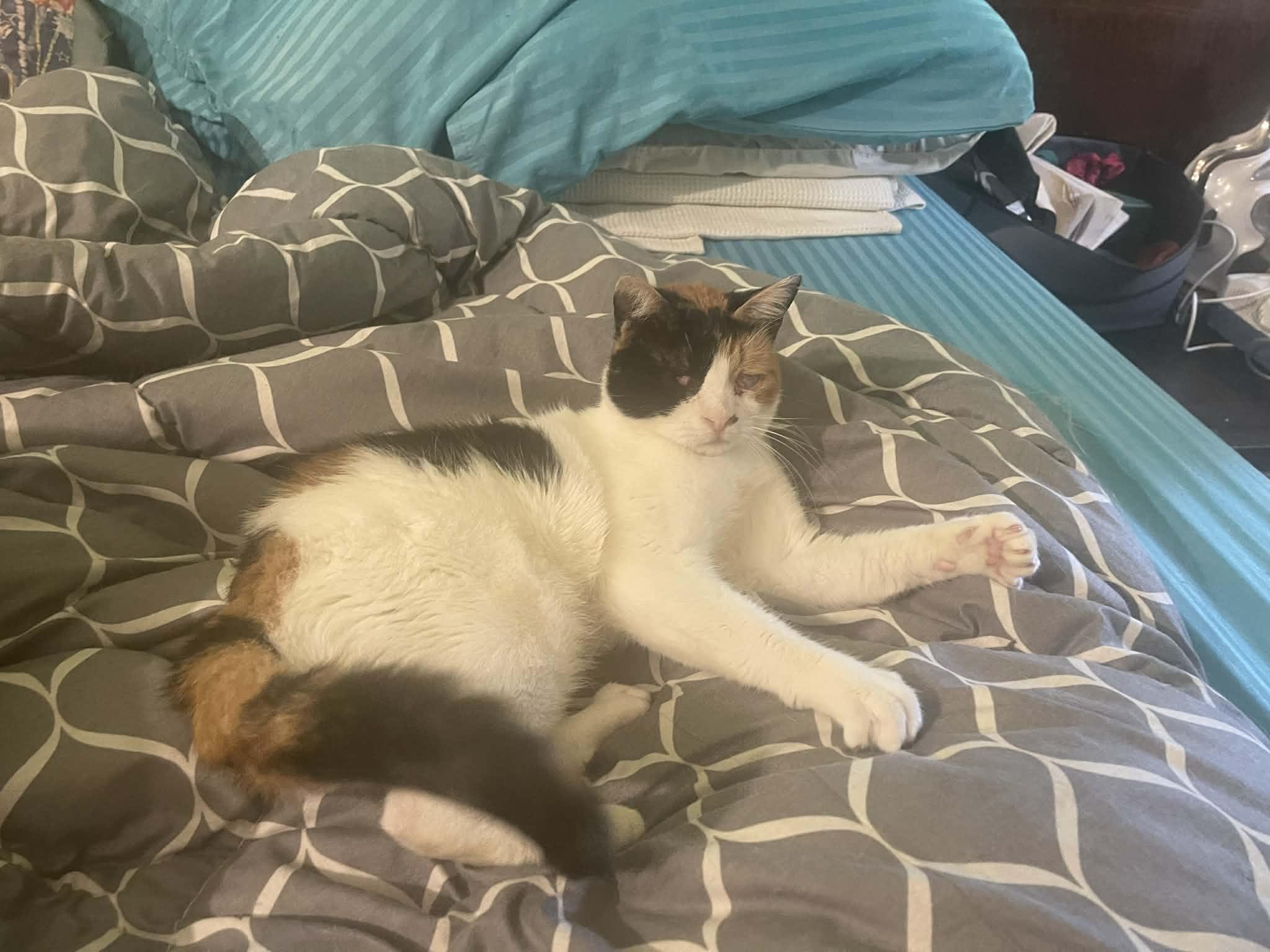 Mercy - Blind, ADOPTABLE, Young Female Domestic Short Hair & Egyptian Mau.