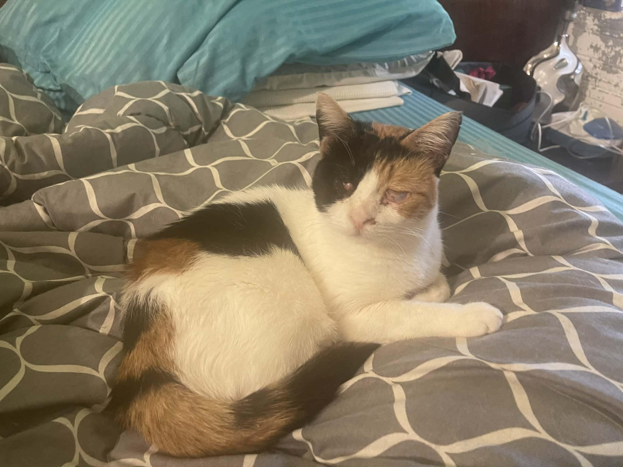 Mercy - Blind, a ADOPTABLE mixed breed in Brampton, ON image 2/2