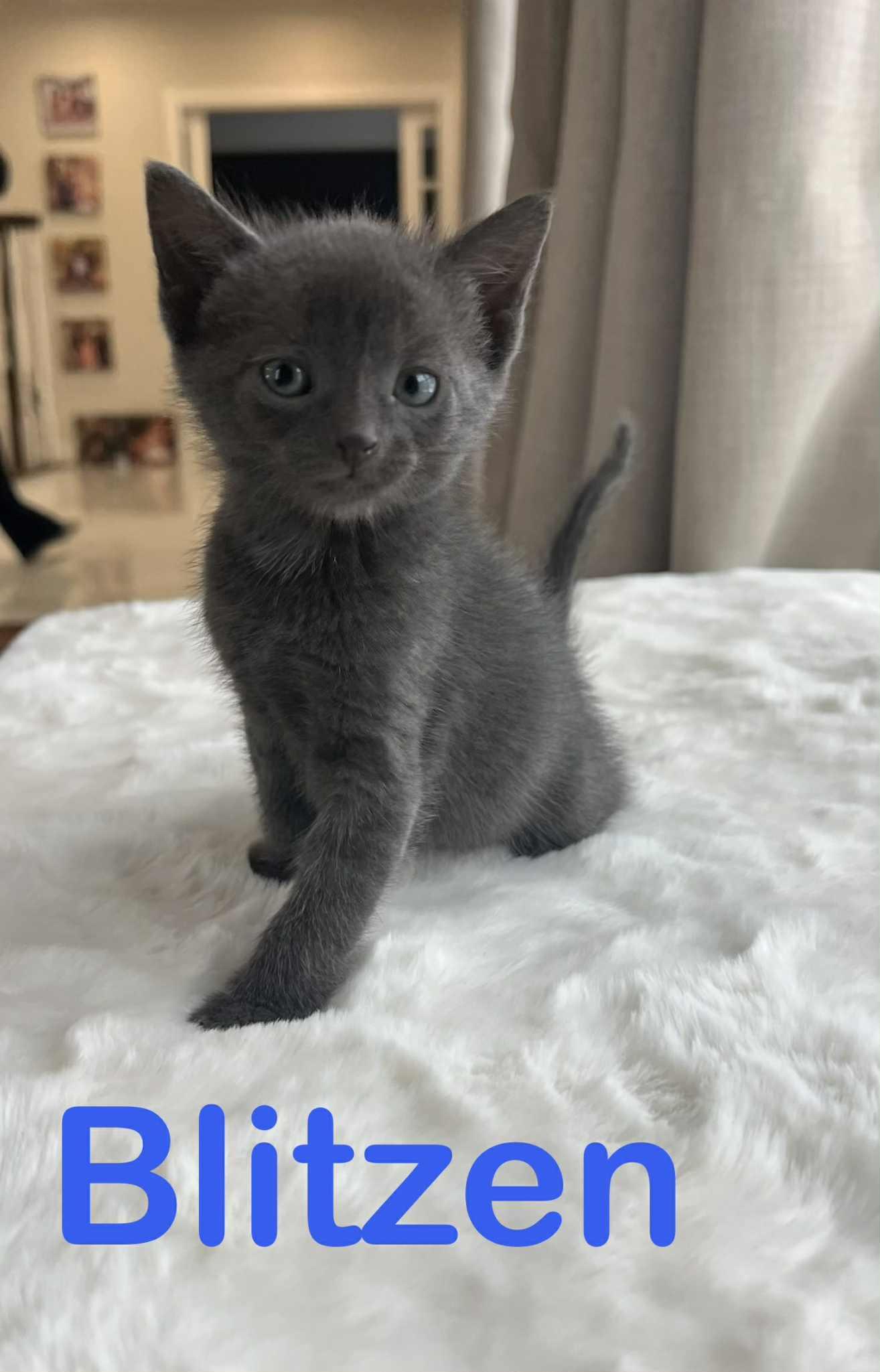 Blitzen Claus and mama Claus, Adoptable, Kitten Male American Shorthair.