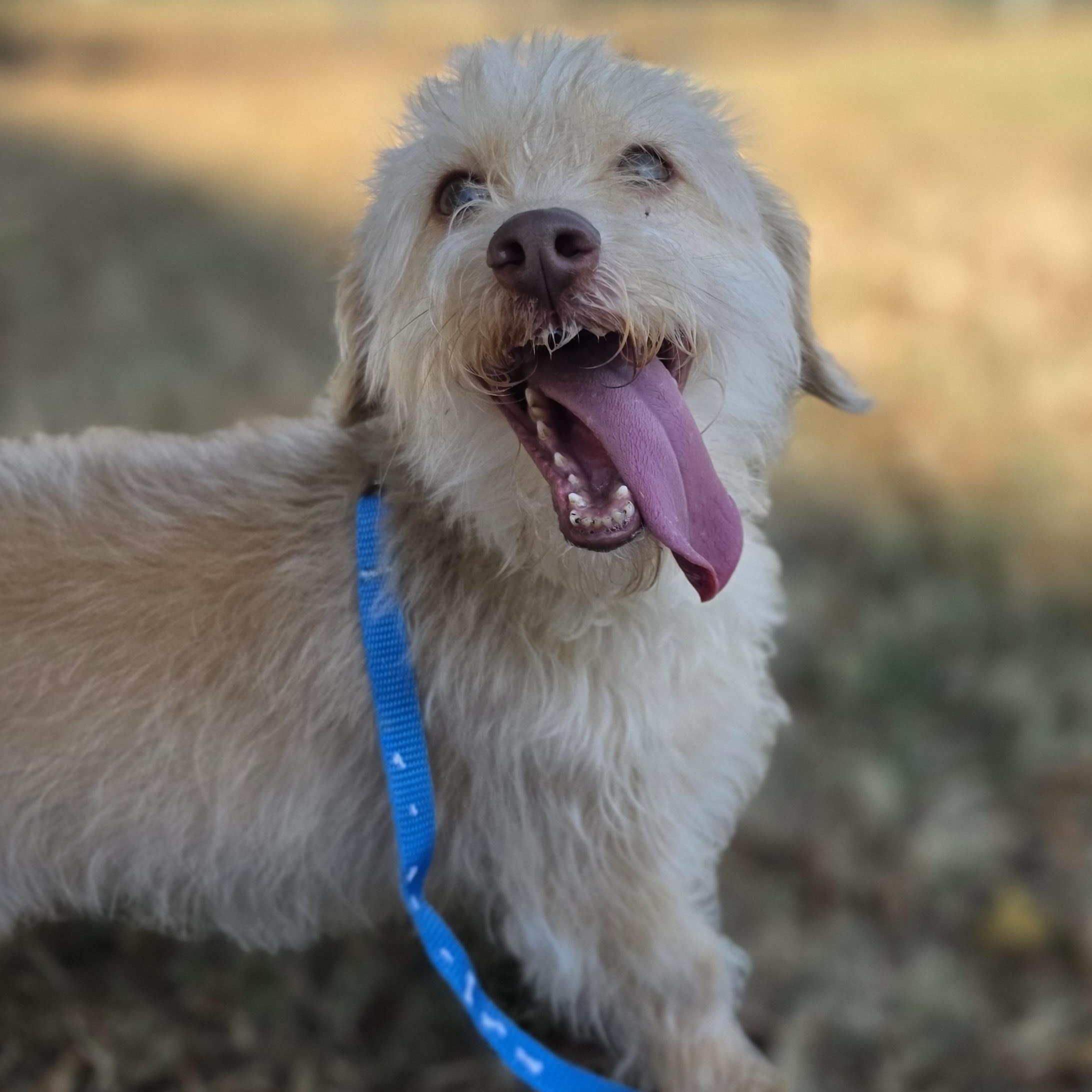 Enlarge Glenn, a ADOPTABLE mixed breed in Lowell, AR image 5/5