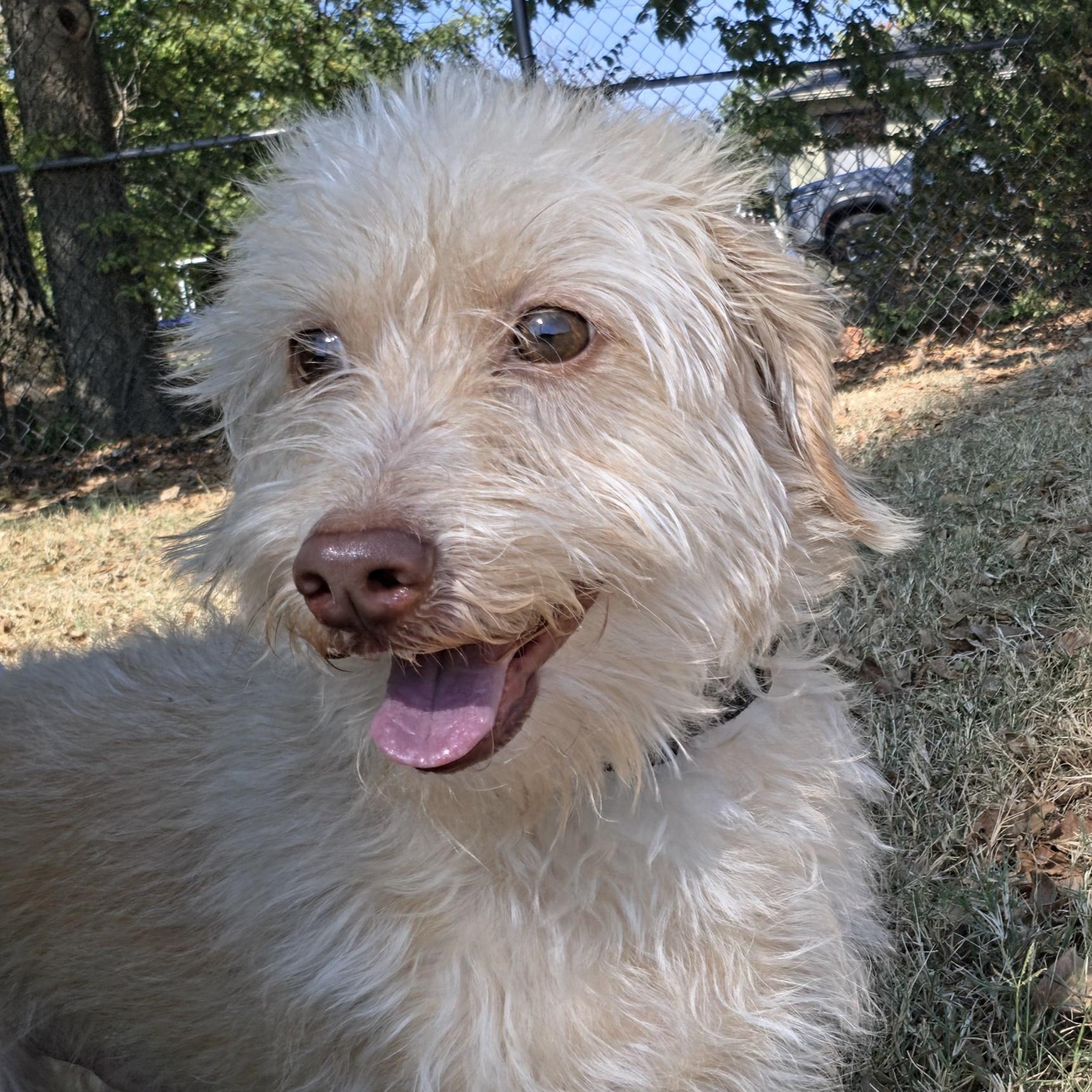 Enlarge Glenn, a ADOPTABLE mixed breed in Lowell, AR image 3/5