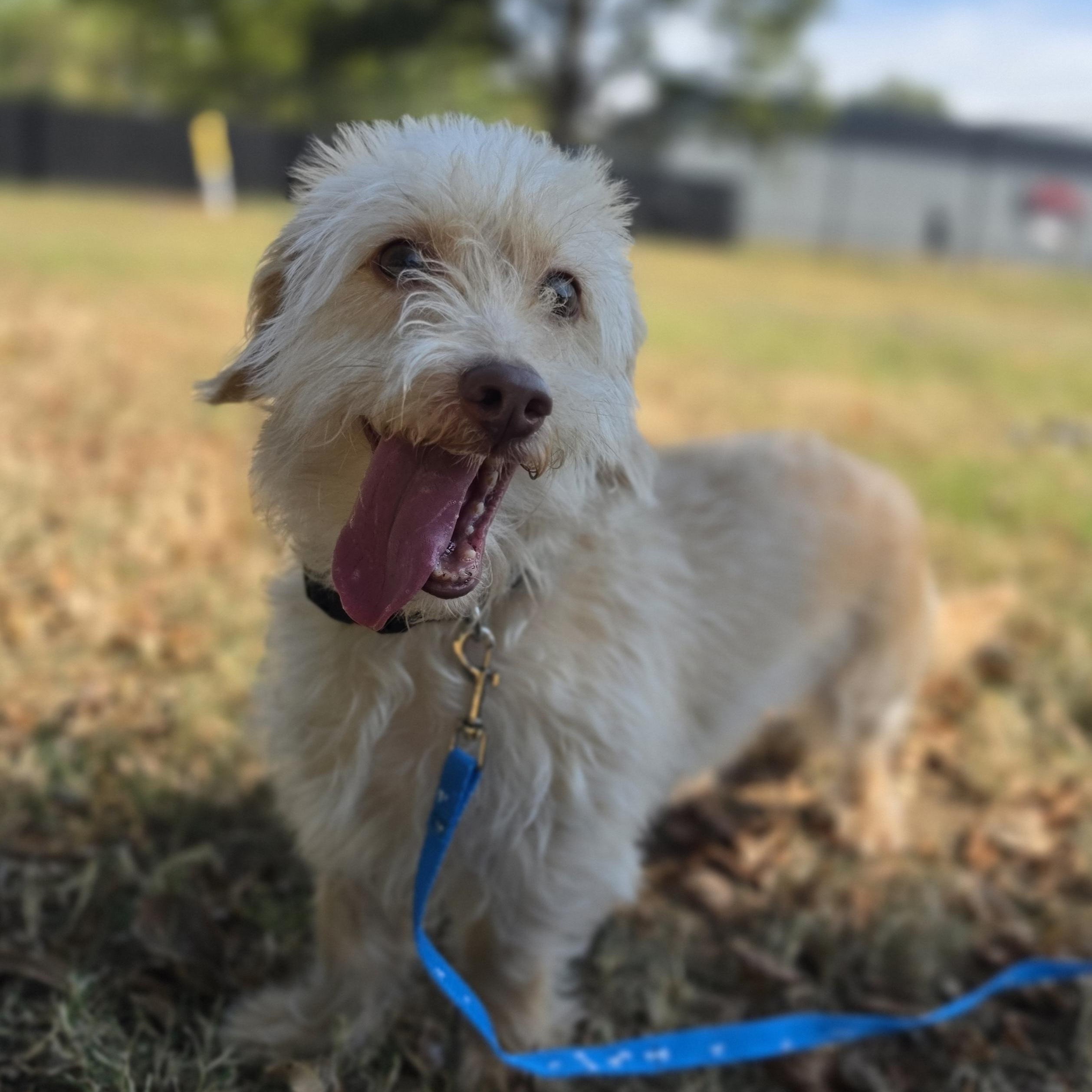 Enlarge Glenn, a ADOPTABLE mixed breed in Lowell, AR image 4/5