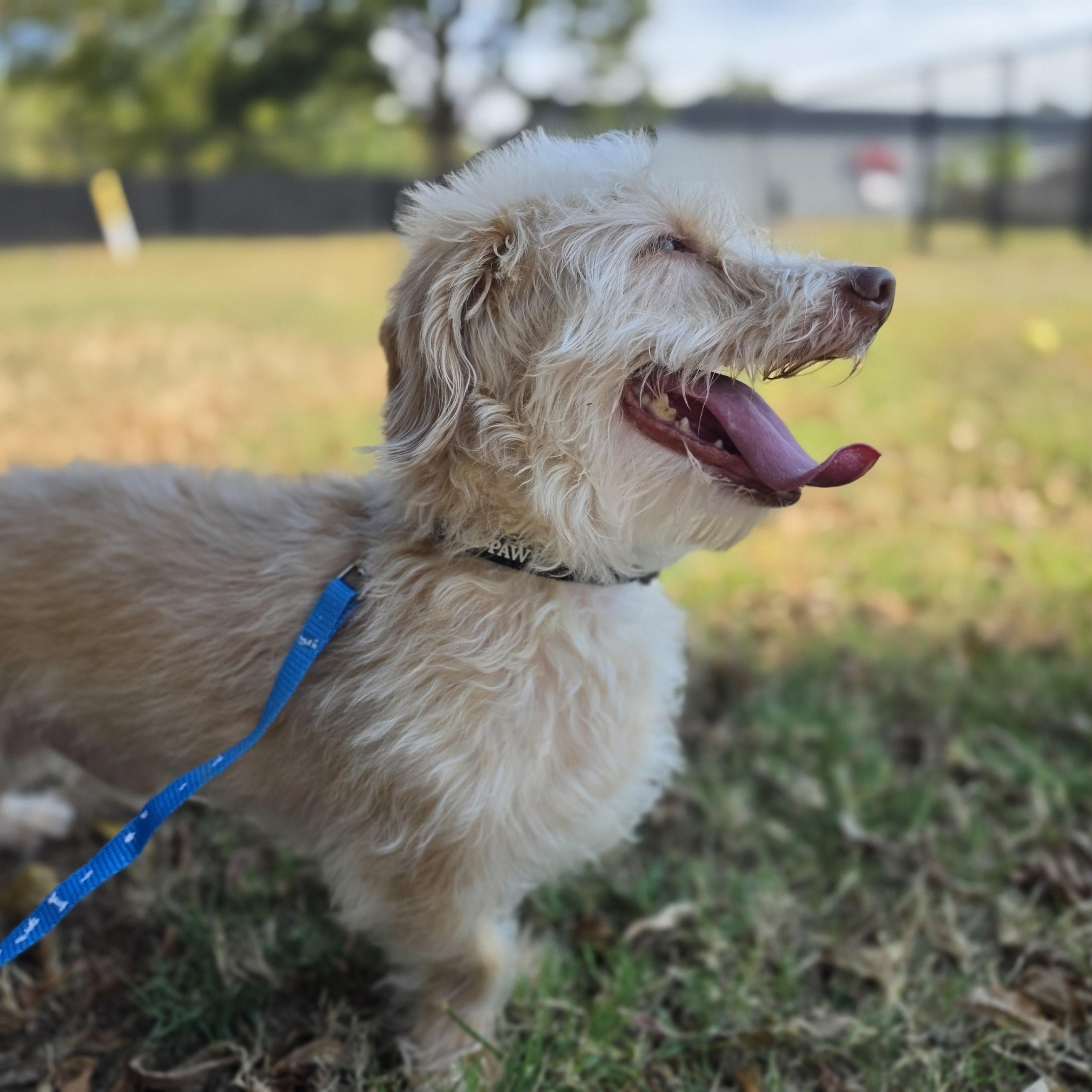 Enlarge Glenn, a ADOPTABLE mixed breed in Lowell, AR image 2/5