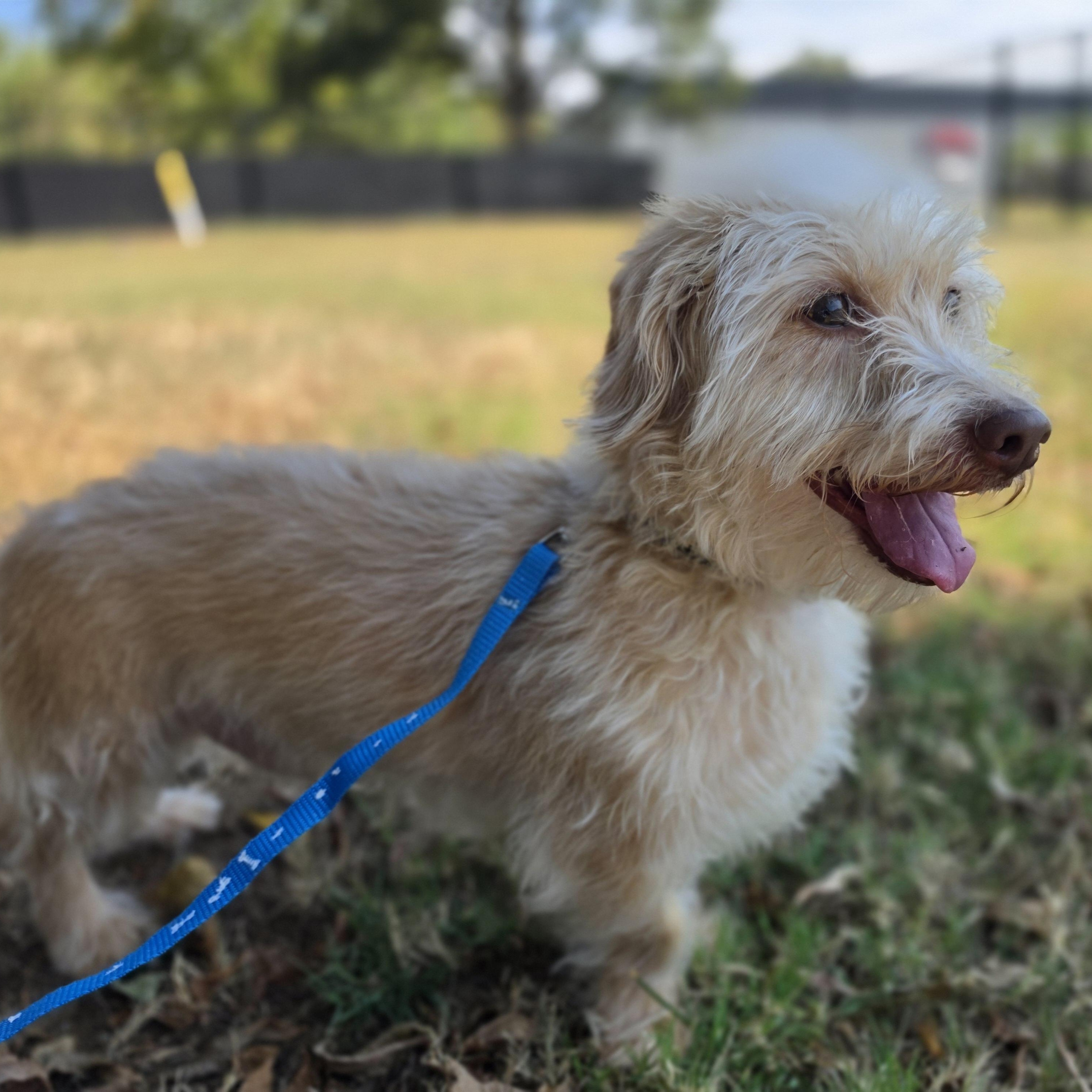 Glenn, ADOPTABLE, Adult Male Dachshund.