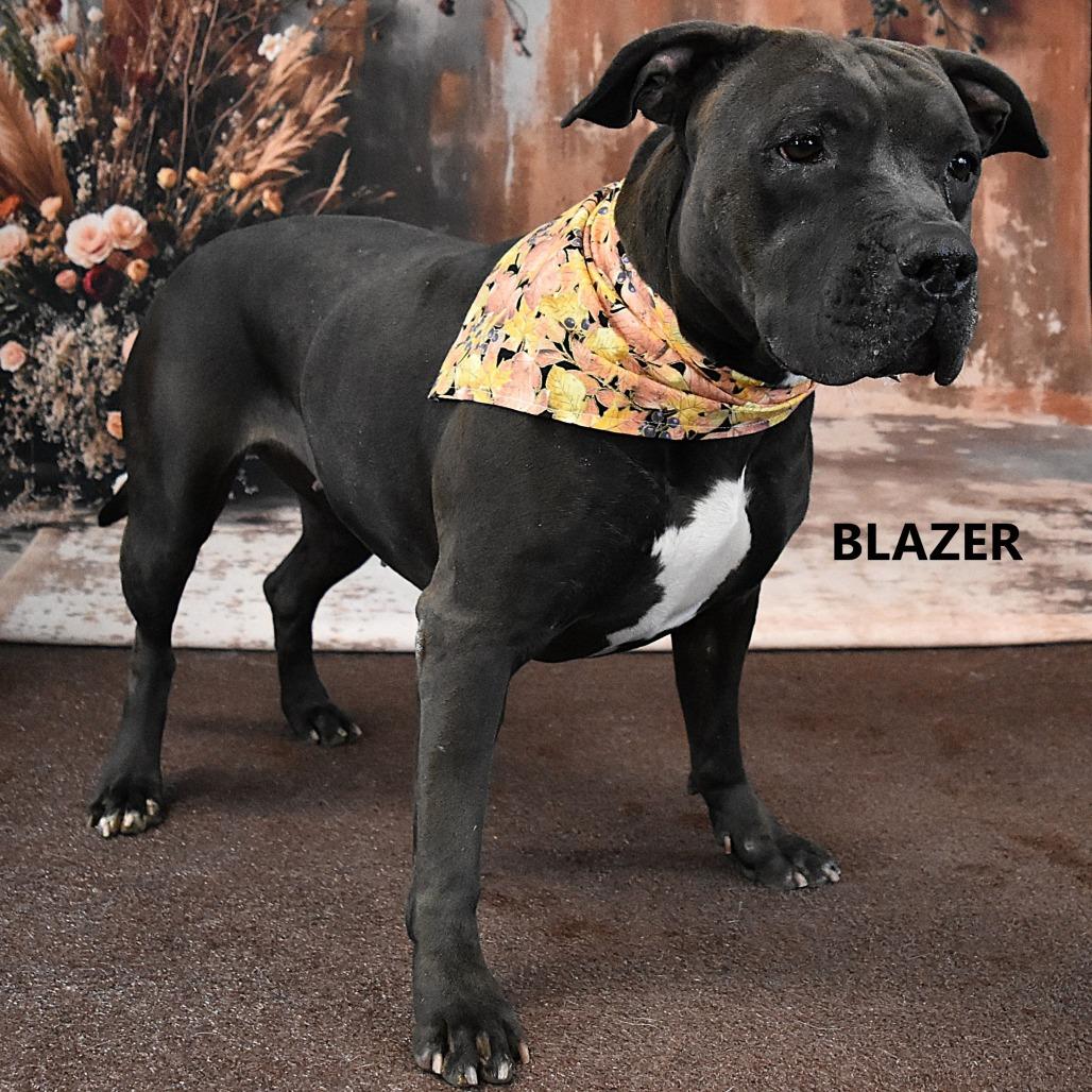 Enlarge Blazer, a Adoptable Pit Bull Terrier in Yuma, AZ image 1/3