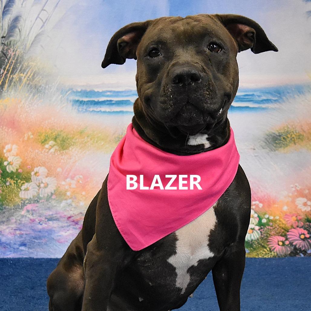 Enlarge Blazer, a Adoptable Pit Bull Terrier in Yuma, AZ image 2/3