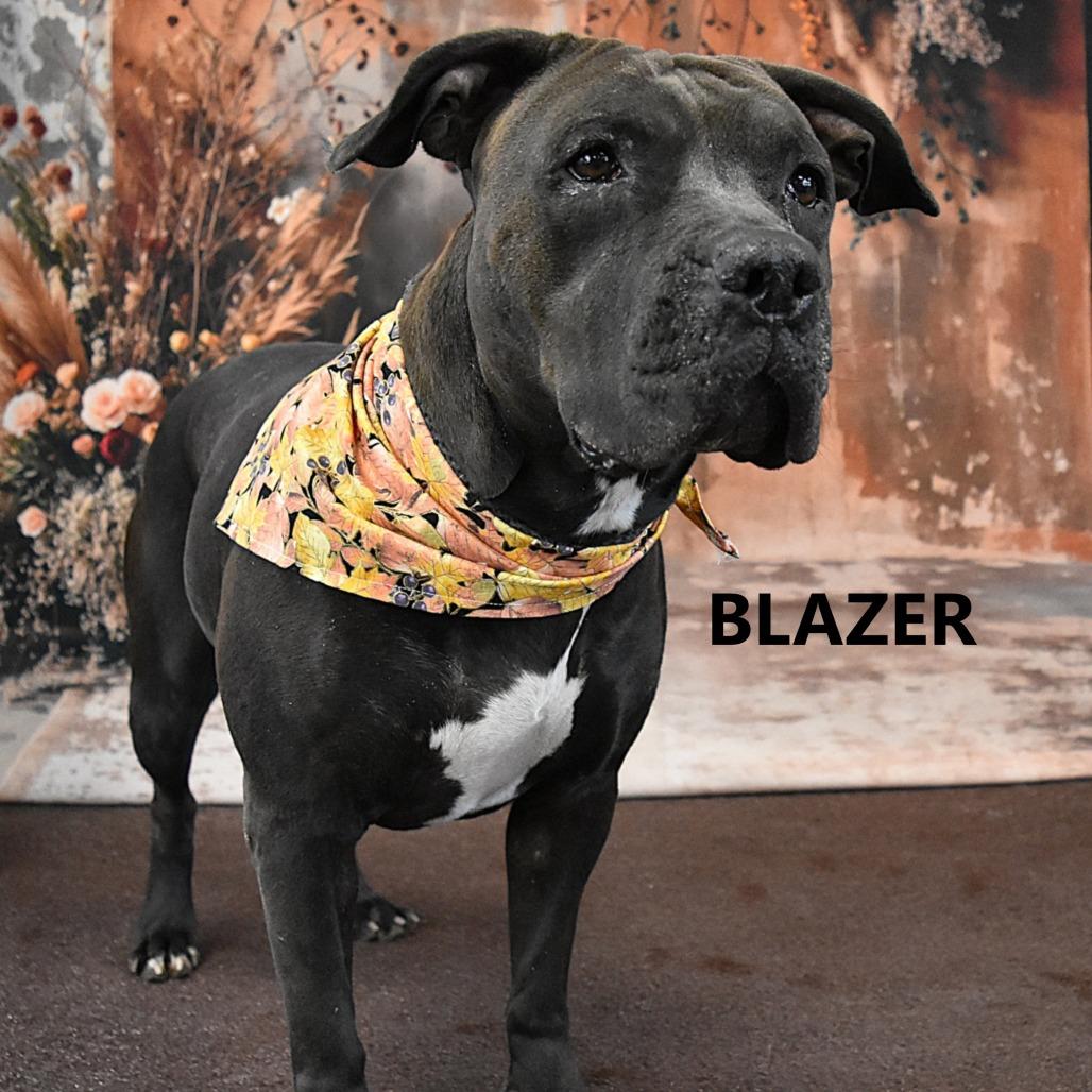 Enlarge Blazer, a Adoptable Pit Bull Terrier in Yuma, AZ image 3/3