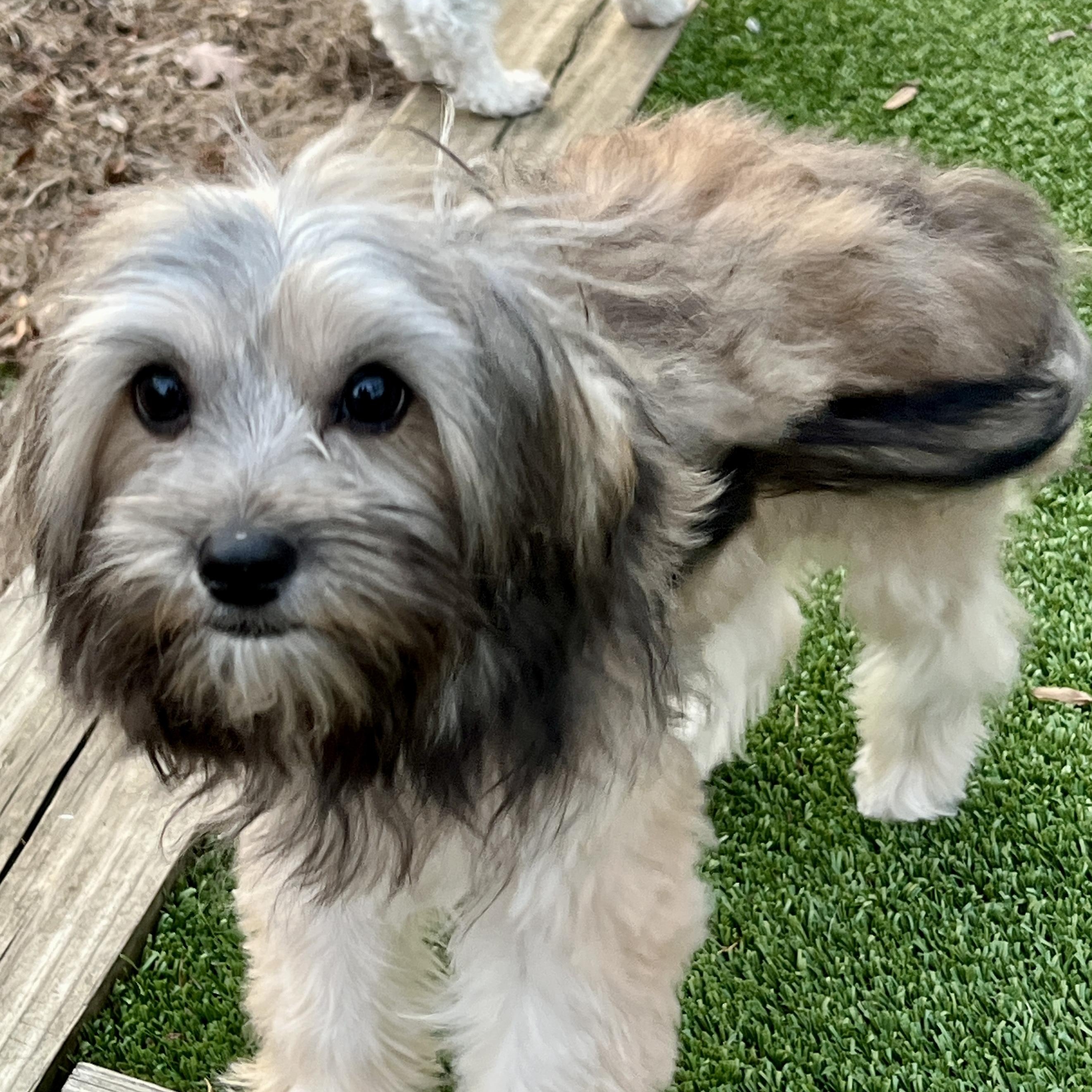 Enlarge Benny, an adopted mixed breed in High Point, NC image 6/6