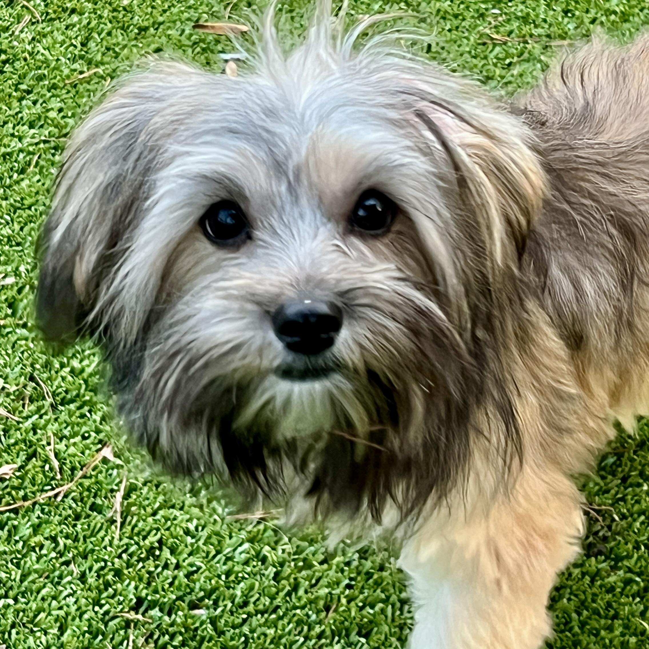 Enlarge Benny, an adopted mixed breed in High Point, NC image 4/6