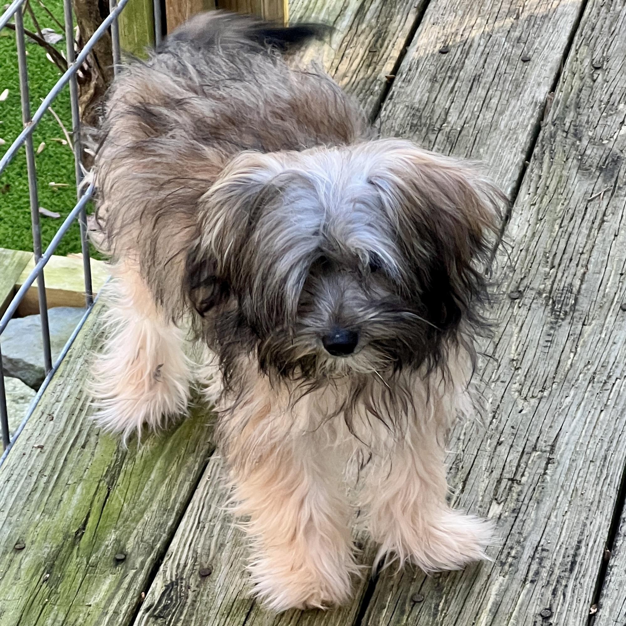 Enlarge Benny, a ADOPTABLE mixed breed in High Point, NC image 4/5