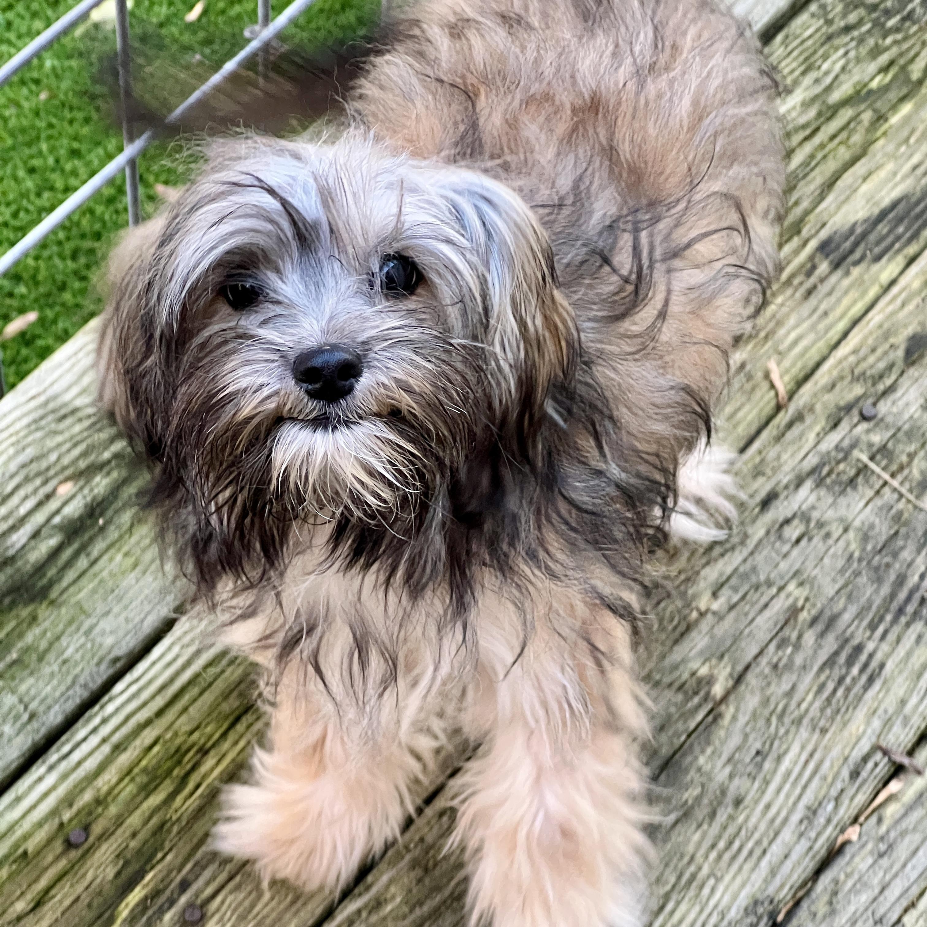 Benny, ADOPTABLE, Puppy Male Maltese & Yorkshire Terrier.