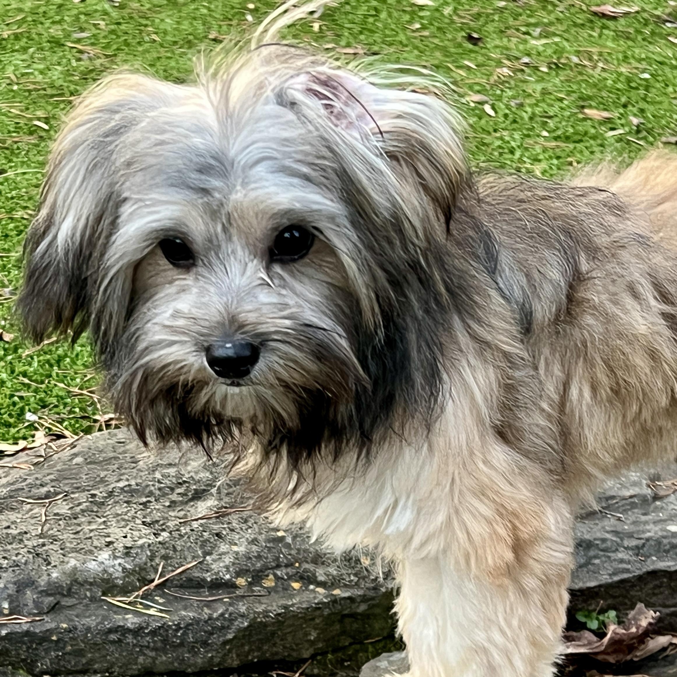 Enlarge Benny, an adopted mixed breed in High Point, NC image 5/6