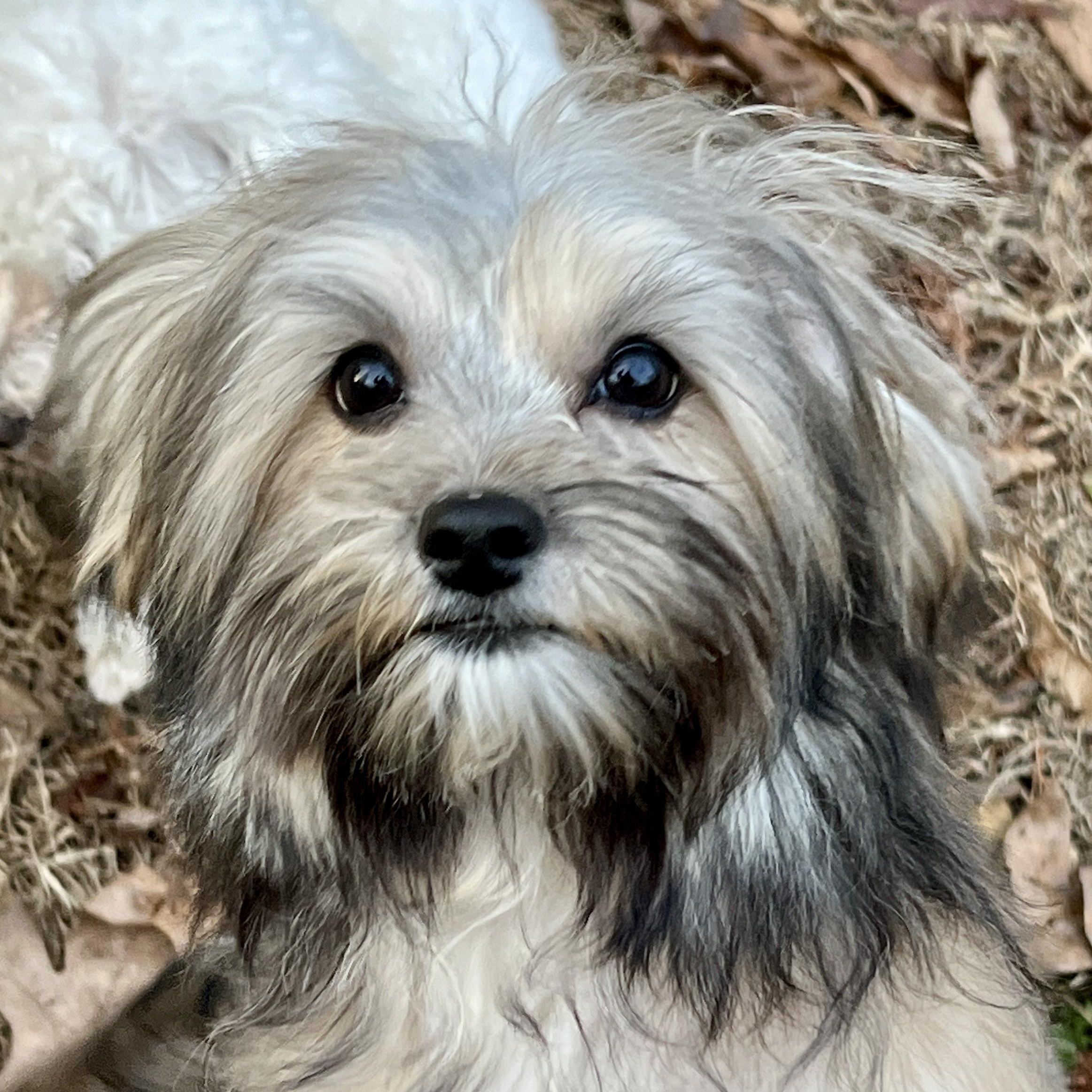 Benny, ADOPTABLE, Puppy Male Maltese & Yorkshire Terrier.