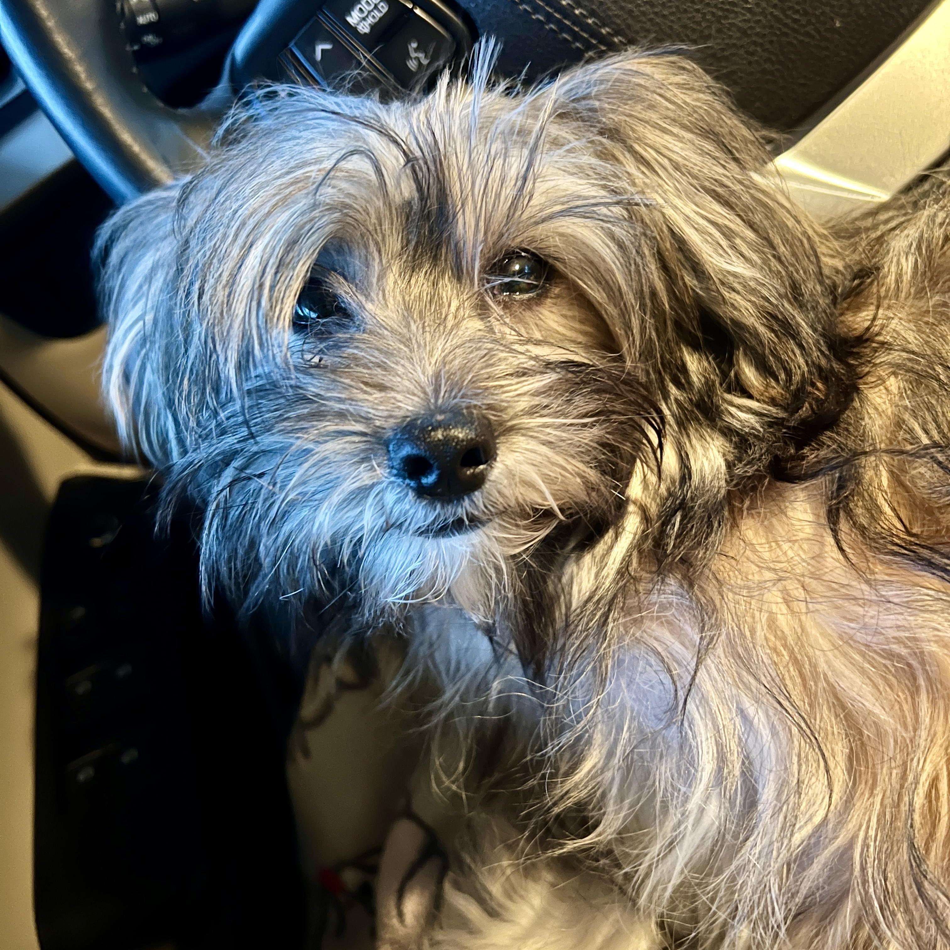 Enlarge Benny, a ADOPTABLE mixed breed in High Point, NC image 5/5