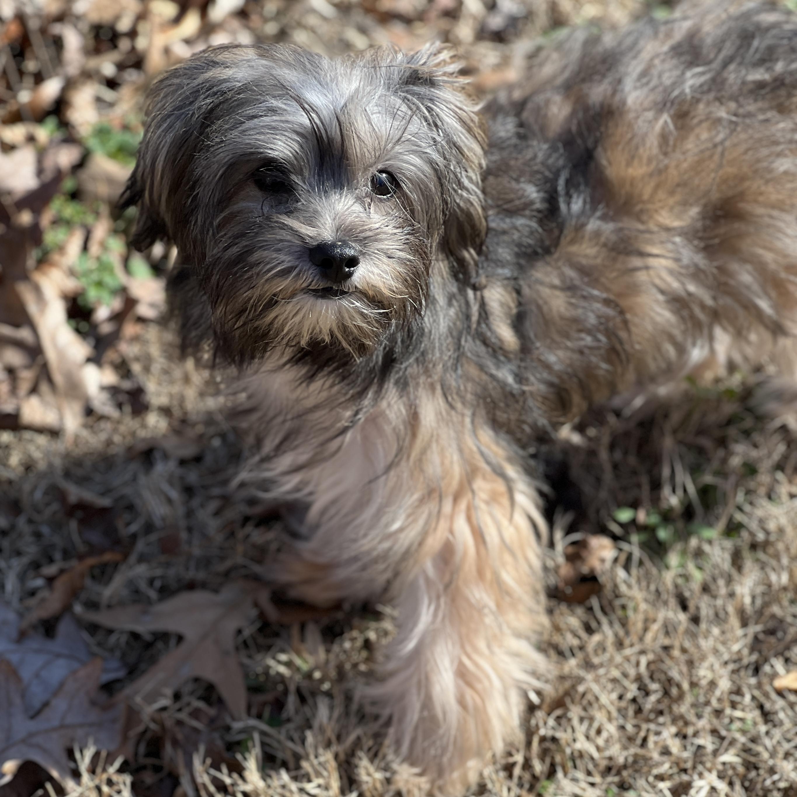 Enlarge Benny, a ADOPTABLE mixed breed in High Point, NC image 3/5