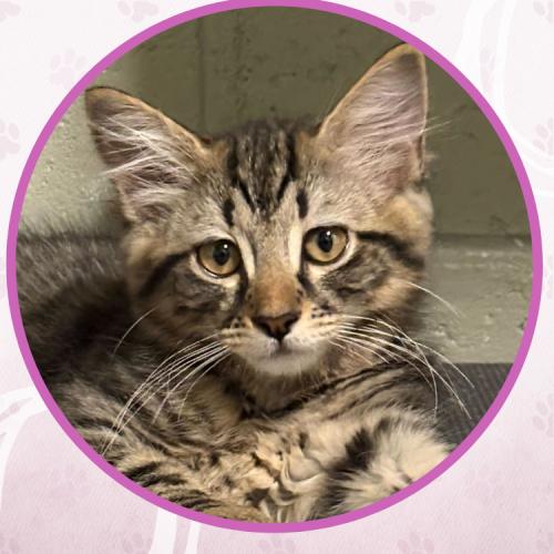 Birria, Adoptable, Kitten Male Domestic Medium Hair.