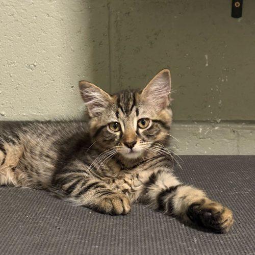 Enlarge Birria, a Adoptable Domestic Medium Hair in Toms River, NJ image 2/5
