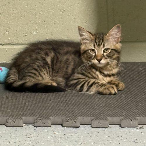 Enlarge Birria, a Adoptable Domestic Medium Hair in Toms River, NJ image 3/5