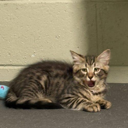 Enlarge Birria, a Adoptable Domestic Medium Hair in Toms River, NJ image 4/5