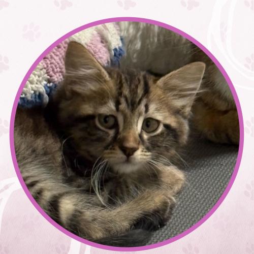 Enlarge Birria, a Adoptable Domestic Medium Hair in Toms River, NJ image 5/5