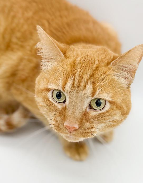 Enlarge Frito is FANTASTIC - super cutie!  Video!  Owner passed - SO SAD!!  HE SMILES!!!!, a ADOPTABLE Tabby in Bedford Hills, NY image 2/6