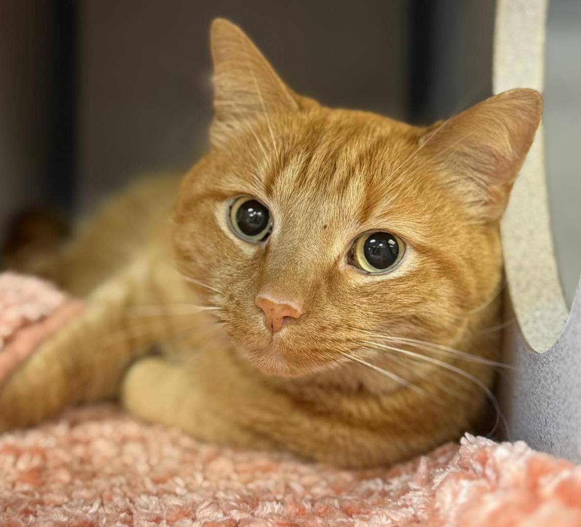 Enlarge Frito is FANTASTIC - super cutie!  Video!  Owner passed - SO SAD!!  HE SMILES!!!!, a ADOPTABLE Tabby in Bedford Hills, NY image 3/6