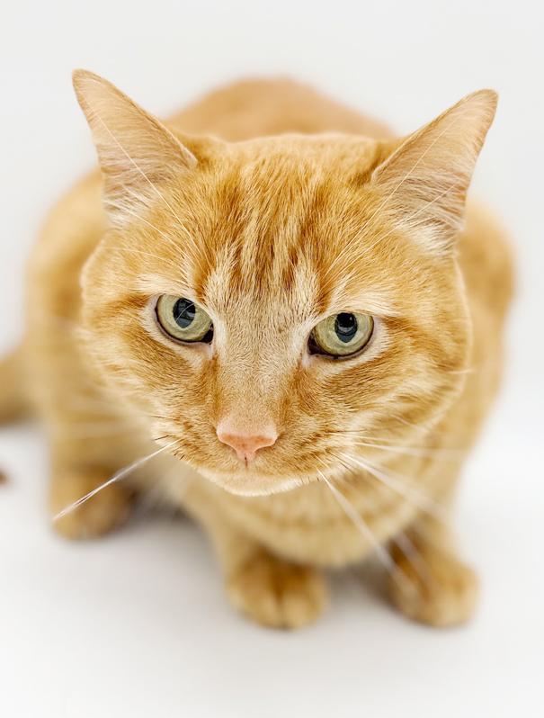 Enlarge Frito is FANTASTIC - super cutie!  Video!  Owner passed - SO SAD!!  HE SMILES!!!!, a ADOPTABLE Tabby in Bedford Hills, NY image 4/6