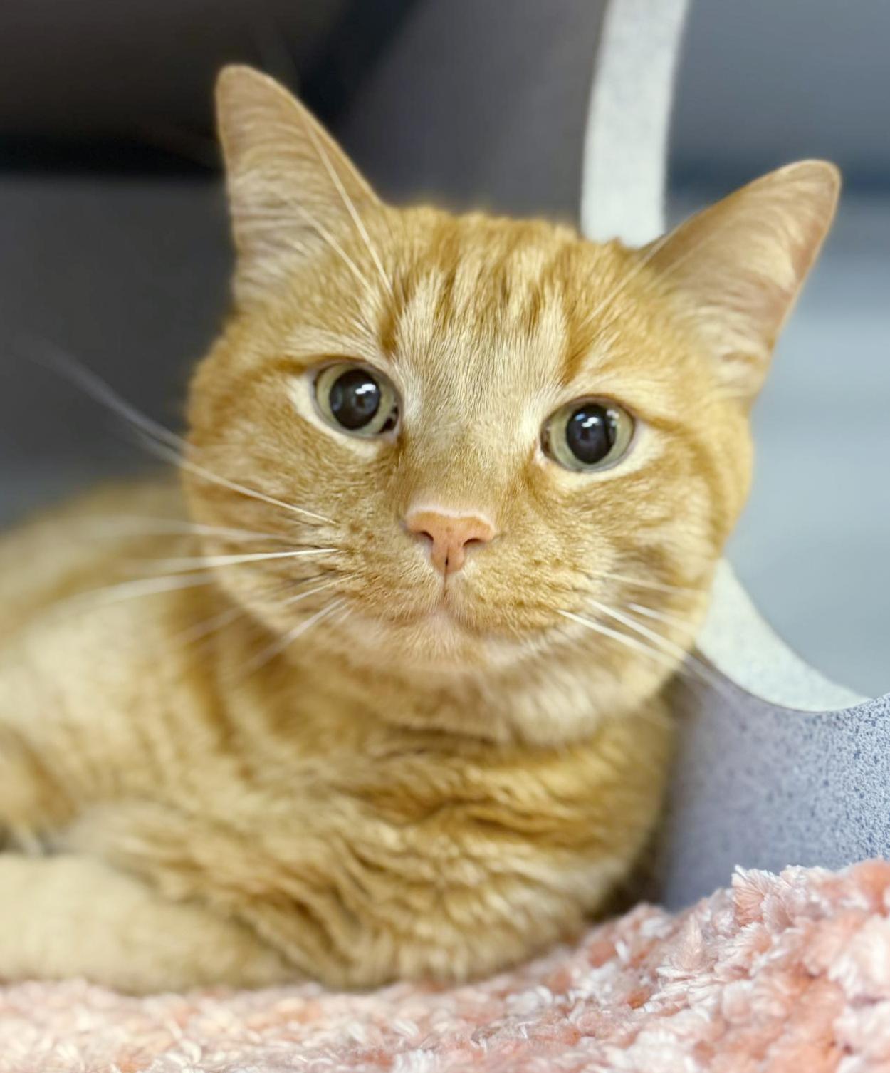 Frito is FANTASTIC - super cutie!  Video!  Owner passed - SO SAD!!  HE SMILES!!!!, ADOPTABLE, Senior Male Tabby.