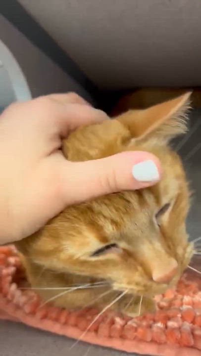 Enlarge Frito is FANTASTIC - super cutie!  Video!  Owner passed - SO SAD!!  HE SMILES!!!!, a ADOPTABLE Tabby in Bedford Hills, NY video 5/6