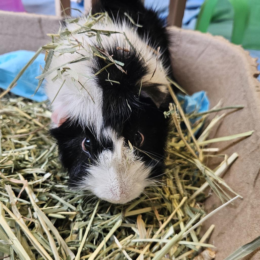 Enlarge Ernie, a Adoptable Guinea Pig in Conway, NH image 1/5