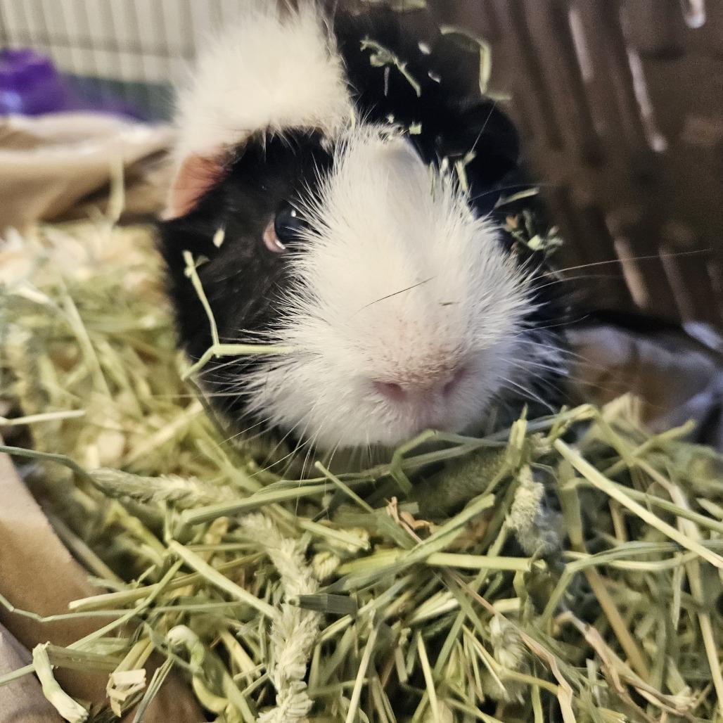 Enlarge Ernie, a Adoptable Guinea Pig in Conway, NH image 1/4