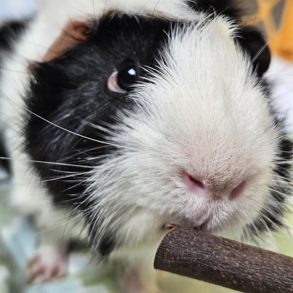Ernie, Adoptable, Adult Male Guinea Pig.