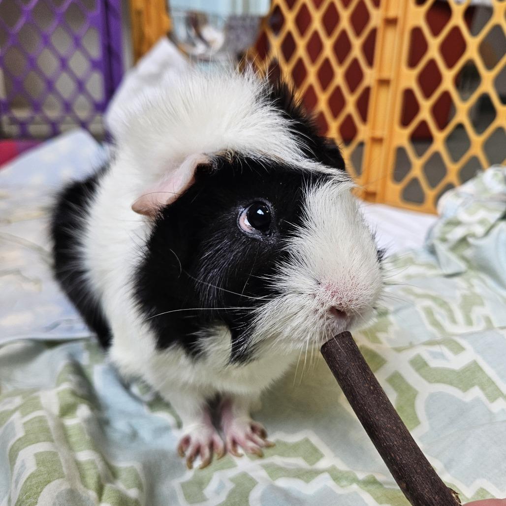Enlarge Ernie, a Adoptable Guinea Pig in Conway, NH image 3/4