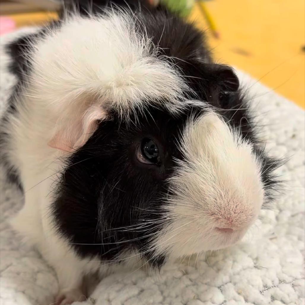 Ernie, Adoptable, Adult Male Guinea Pig.