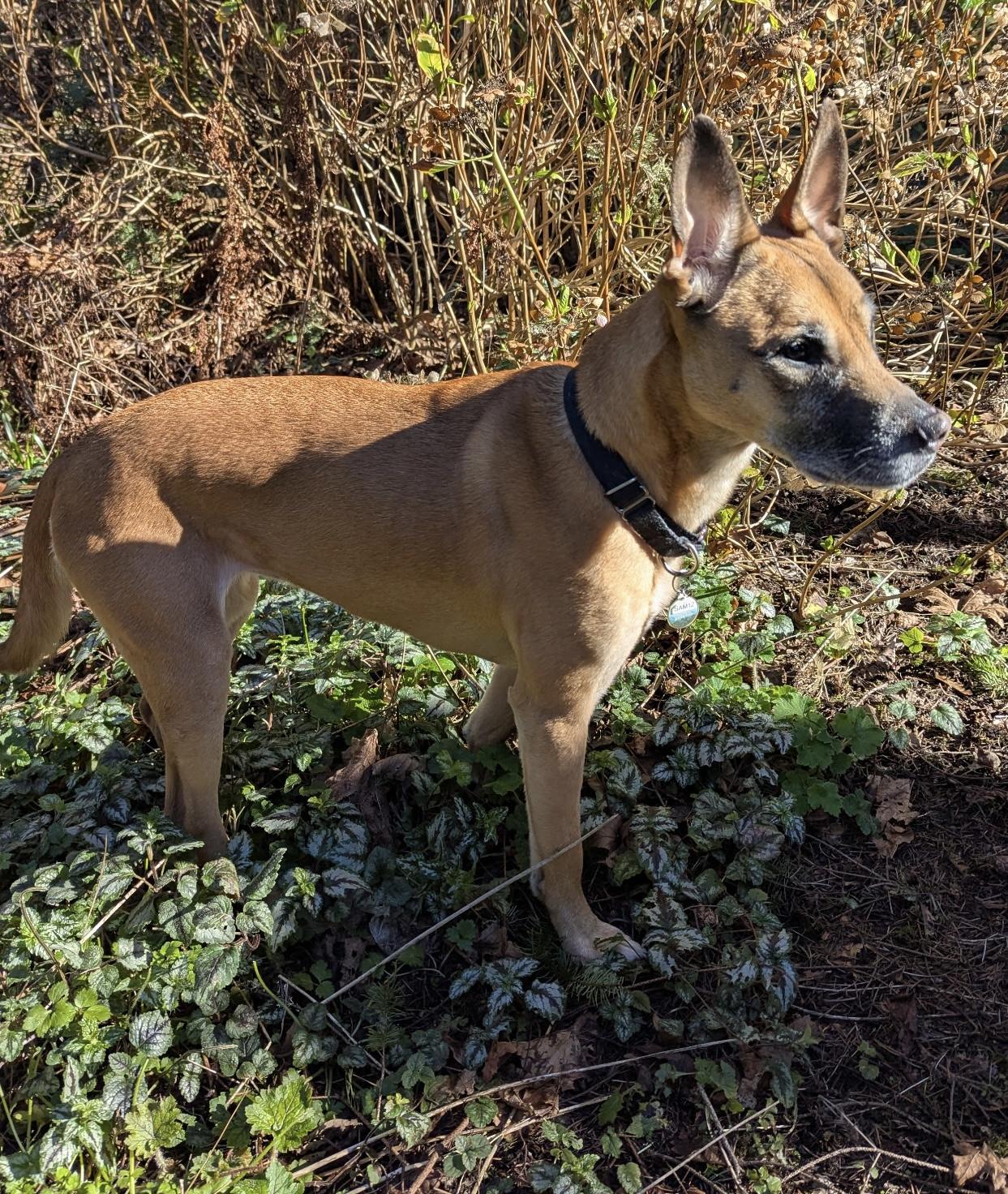 Enlarge Scarlett, a ADOPTABLE mixed breed in Silvana, WA image 2/2