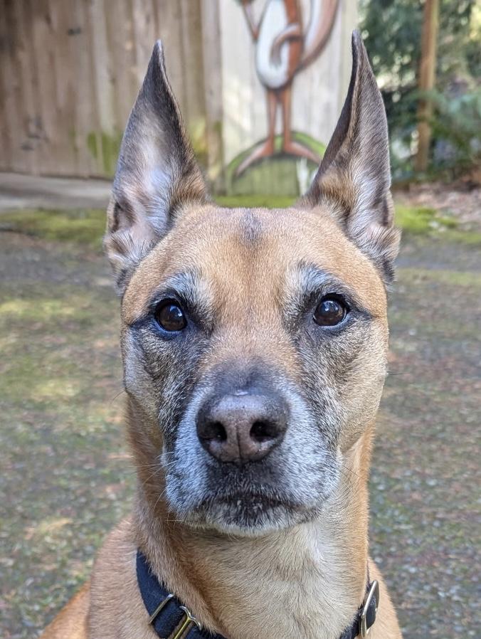 Enlarge Scarlett, a ADOPTABLE mixed breed in Silvana, WA image 1/2